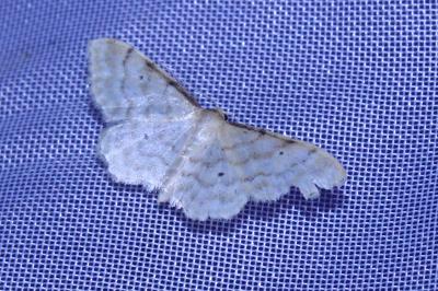 <i>Idaea fuscovenosa</i>