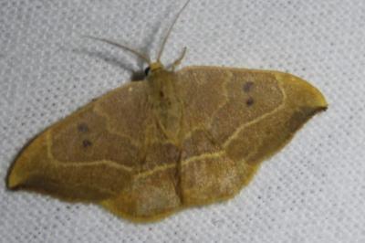<i>Watsonalla binaria</i>