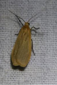 <i>Wittia sororcula</i>