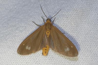 <i>Dysauxes ancilla</i>