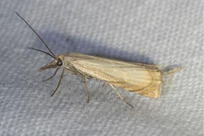 <i>Chrysoteuchia culmella</i>