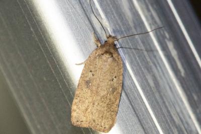 <i>Agonopterix scopariella</i>