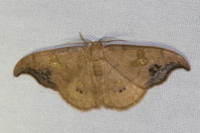 <i>Sabra harpagula</i>