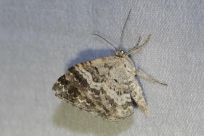 <i>Epirrhoe alternata</i>