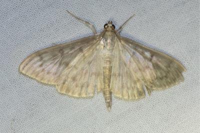<i>Patania ruralis</i>
