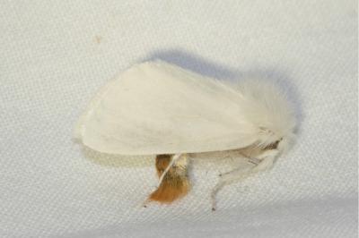 <i>Euproctis chrysorrhoea</i>