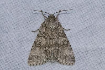 <i>Acronicta aceris</i>