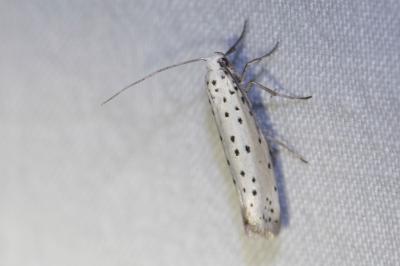 <i>Yponomeuta</i>