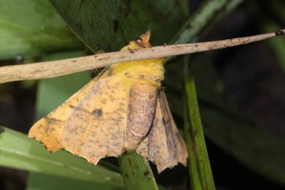 <i>Ennomos alniaria</i>