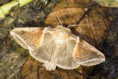 <i>Habrosyne pyritoides</i>