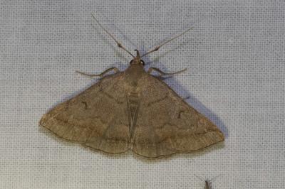 <i>Zanclognatha lunalis</i>