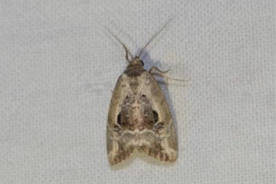 <i>Elaphria venustula</i>