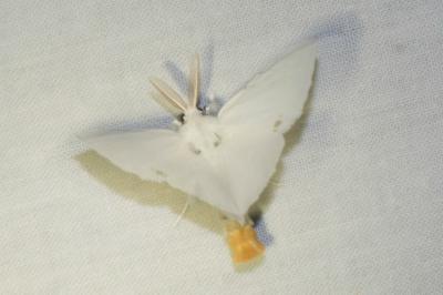<i>Sphrageidus similis</i>