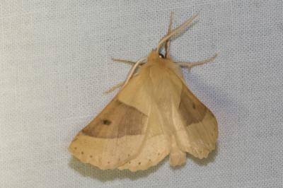 <i>Crocallis elinguaria</i>