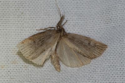 Chilo phragmitellus