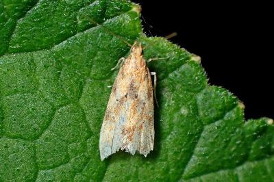 <i>Brachmia blandella</i>