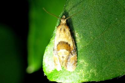 <i>Cochylidia rupicola</i>