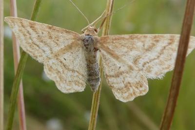 <i>Idaea macilentaria</i>