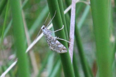 <i>Elophila nymphaeata</i>