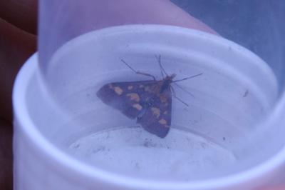 <i>Pyrausta purpuralis</i>