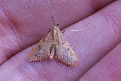 <i>Endotricha flammealis</i>