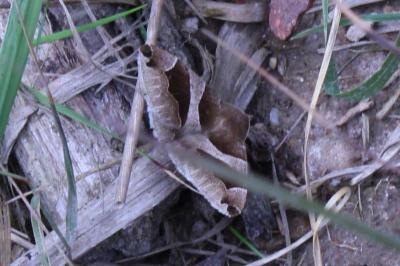 <i>Dysgonia algira</i>
