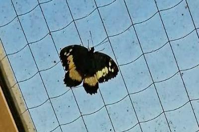 <i>Brintesia circe</i>