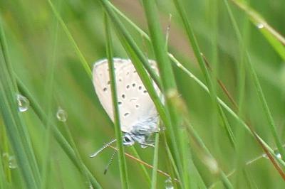 <i>Phengaris alcon</i>