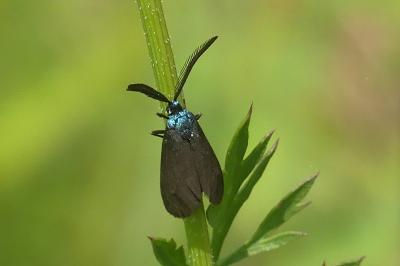 <i>Rhagades pruni</i>