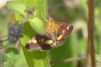 <i>Pyrausta aurata</i>