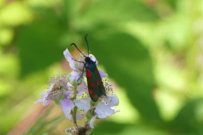 <i>Zygaena filipendulae</i>