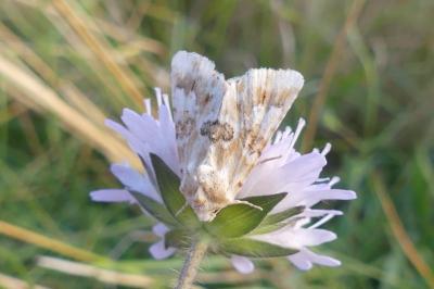 <i>Eremobia ochroleuca</i>