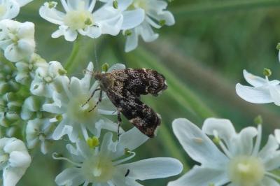 <i>Anthophila fabriciana</i>