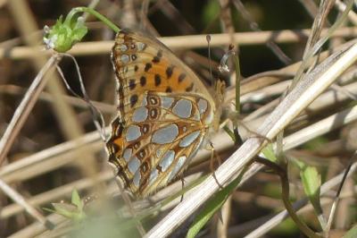 <i>Issoria lathonia</i>