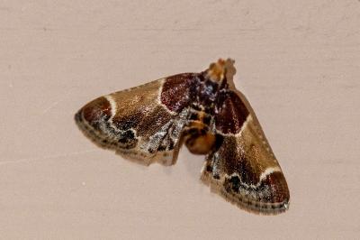 <i>Pyralis farinalis</i>
