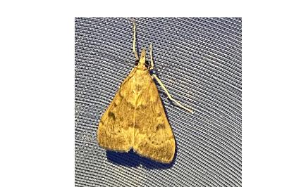 <i>Uresiphita gilvata</i>