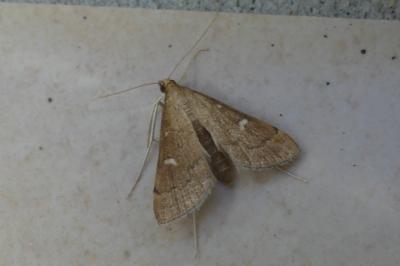 <i>Dolicharthria punctalis</i>