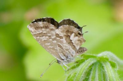 <i>Cacyreus marshalli</i>