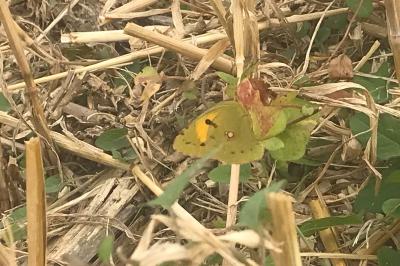 <i>Colias crocea</i>