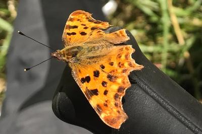 <i>Polygonia c-album</i>