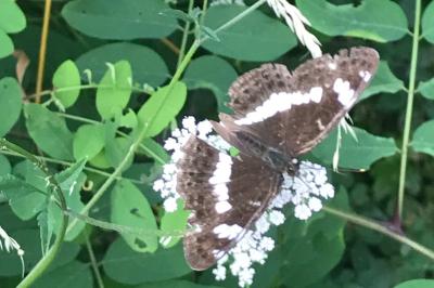 <i>Limenitis camilla</i>