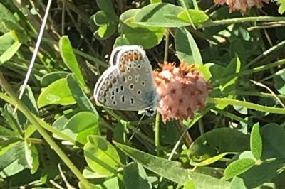 <i>Polyommatus icarus</i>