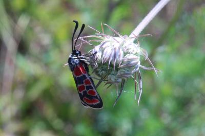 <i>Zygaena carniolica</i>
