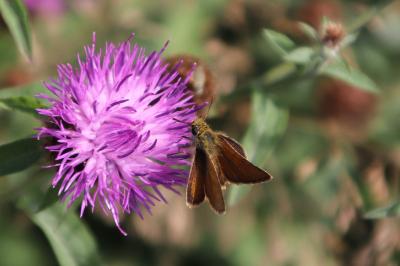 <i>Thymelicus acteon</i>
