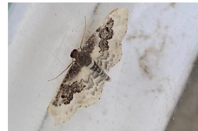 <i>Idaea rusticata</i>