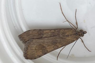 <i>Nomophila noctuella</i>
