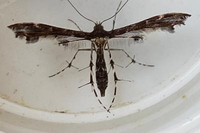 <i>Oxyptilus</i>