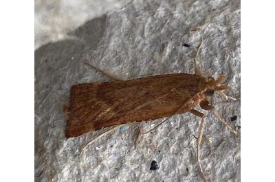 <i>Synaphe punctalis</i>