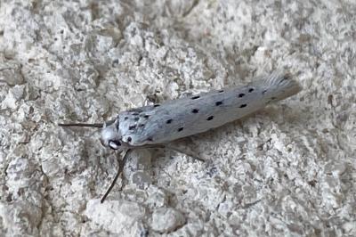 <i>Yponomeuta</i>