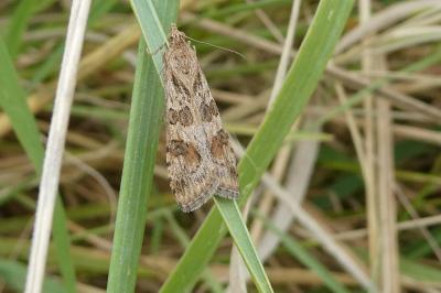 <i>Nomophila noctuella</i>